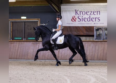 Frison, Étalon, 6 Ans, 165 cm, Noir