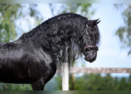 Frison, Étalon, 6 Ans, 166 cm, Noir