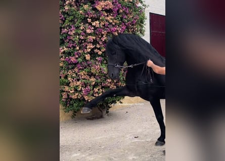 Frison, Étalon, 7 Ans, 163 cm, Noir