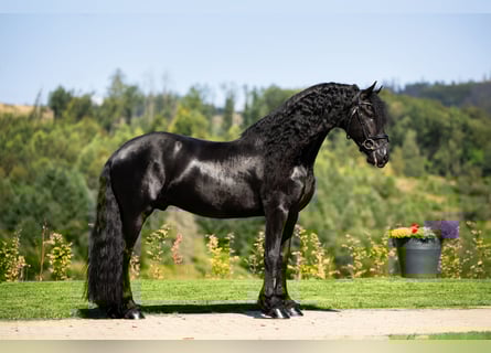Frison, Étalon, 7 Ans, 163 cm, Noir