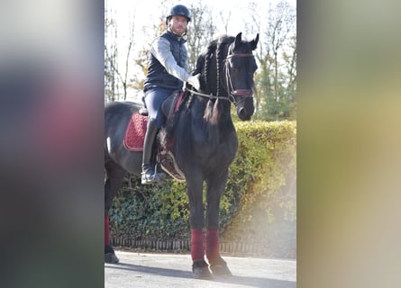 Frison, Étalon, 7 Ans, 163 cm, Noir