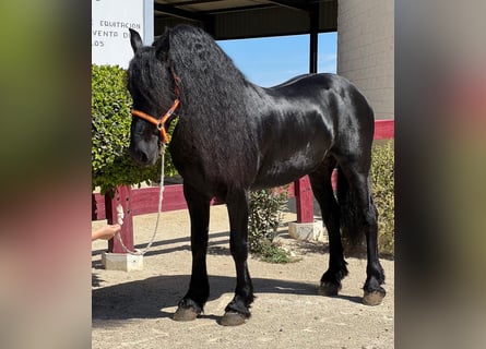 Frison, Étalon, 7 Ans, 166 cm, Noir