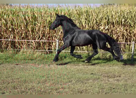 Frison, Étalon, 8 Ans, 163 cm, Bai brun