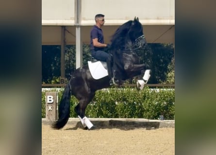 Frison, Étalon, 8 Ans, 163 cm, Noir