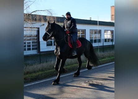 Frison, Étalon, 8 Ans, 168 cm, Noir
