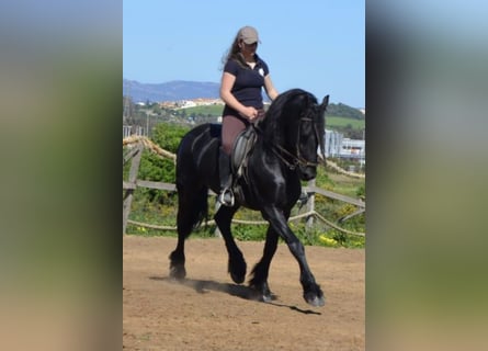 Frison, Étalon, 8 Ans, Noir