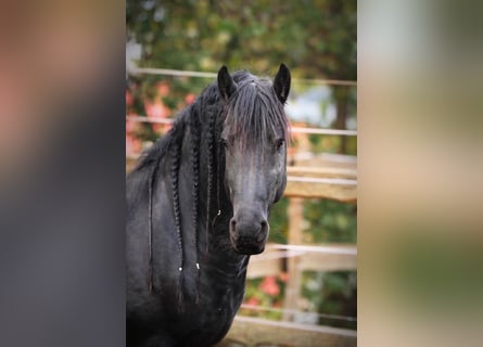 Frison, Étalon, 12 Ans, 161 cm, Noir