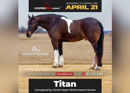 Frison, Hongre, 10 Ans, 165 cm, Tobiano-toutes couleurs