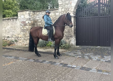 Frison Croisé, Hongre, 11 Ans, 155 cm, Bai