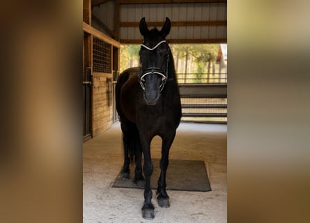 Frison, Hongre, 11 Ans, 155 cm, Noir