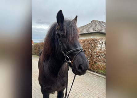 Frison Croisé, Hongre, 11 Ans, 160 cm, Noir