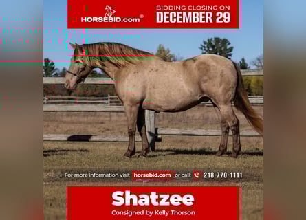 Frison Croisé, Hongre, 13 Ans, 152 cm, Champagne