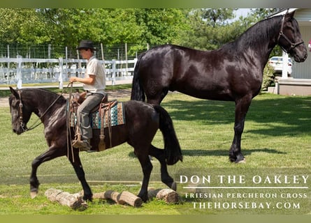 Frison, Hongre, 3 Ans, 165 cm, Noir