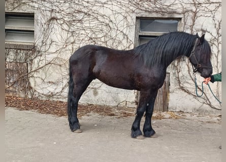 Frison, Hongre, 4 Ans, 155 cm, Noir