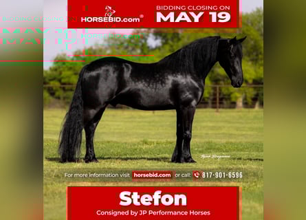 Frison Croisé, Hongre, 4 Ans, 155 cm, Noir