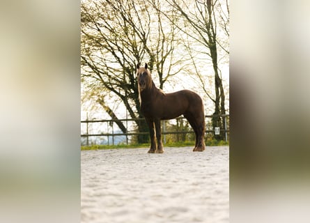 Frison Croisé, Hongre, 4 Ans, 157 cm, Alezan brûlé
