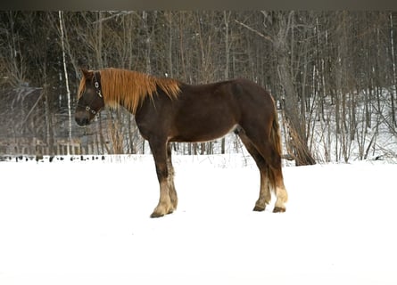 Frison, Hongre, 4 Ans, 163 cm, Alezan brûlé