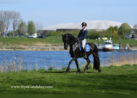 Frison, Hongre, 4 Ans, 163 cm, Noir