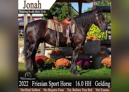Frison Croisé, Hongre, 4 Ans, 163 cm, Noir