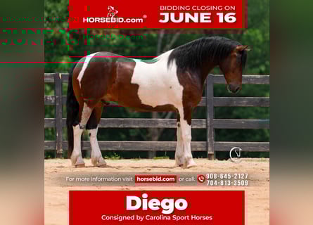 Frison, Hongre, 4 Ans, 163 cm