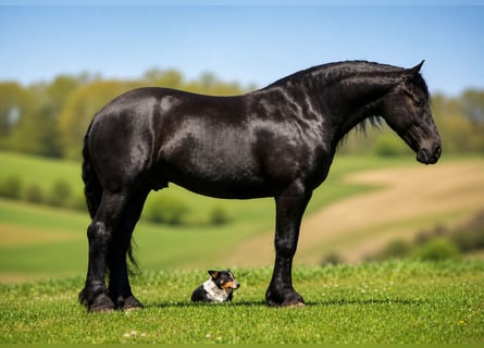 Frison Croisé, Hongre, 4 Ans, Noir