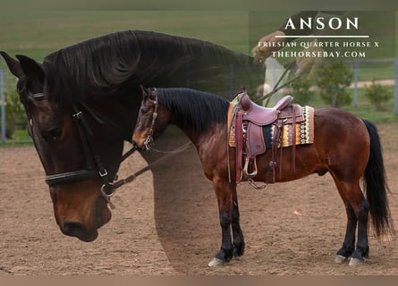 Frison, Hongre, 5 Ans, 152 cm, Bai cerise