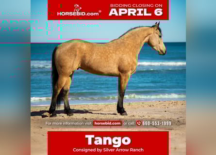 Frison Croisé, Hongre, 5 Ans, 152 cm, Buckskin