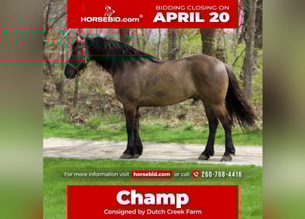 Frison Croisé, Hongre, 5 Ans, 157 cm, Grullo