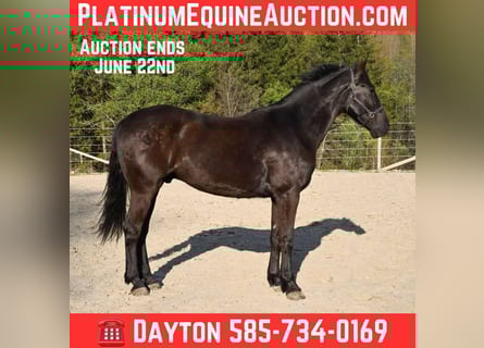 Frison, Hongre, 5 Ans, 160 cm, Noir