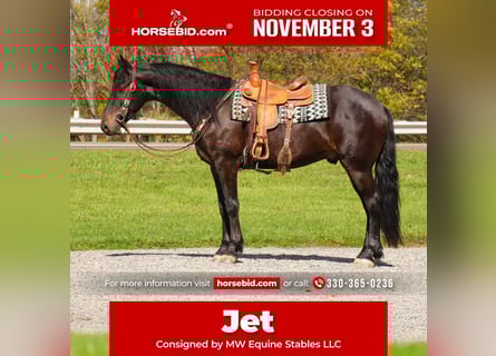 Frison, Hongre, 5 Ans, 163 cm, Bai cerise
