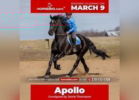 Frison Croisé, Hongre, 5 Ans, 163 cm, Noir