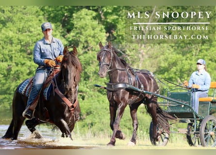 Frison, Hongre, 5 Ans, 165 cm, Noir