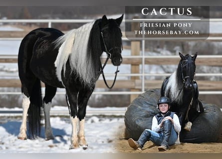 Frison Croisé, Hongre, 6 Ans, 132 cm, Tobiano-toutes couleurs
