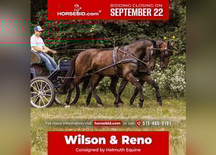 Frison Croisé, Hongre, 6 Ans, 160 cm, Bai cerise