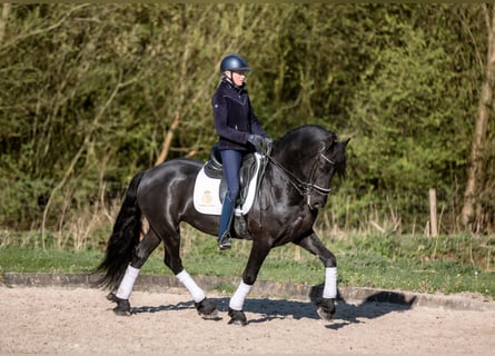Frison, Hongre, 6 Ans, 168 cm, Noir