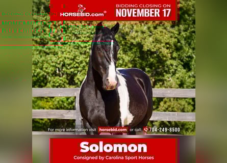 Frison Croisé, Hongre, 6 Ans, Pinto