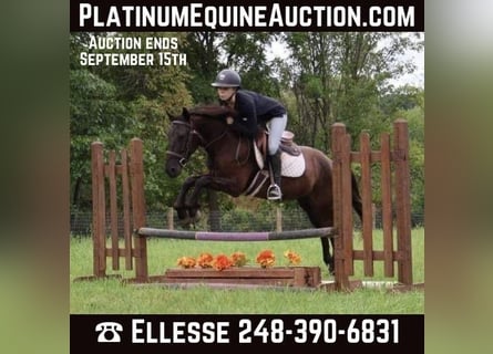 Frison, Hongre, 7 Ans, 142 cm, Noir