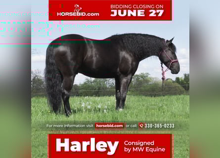Frison Croisé, Hongre, 7 Ans, 147 cm, Noir