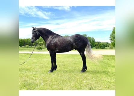 Frison, Hongre, 7 Ans, 150 cm, Gris