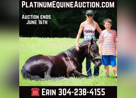 Frison, Hongre, 7 Ans, 152 cm, Noir