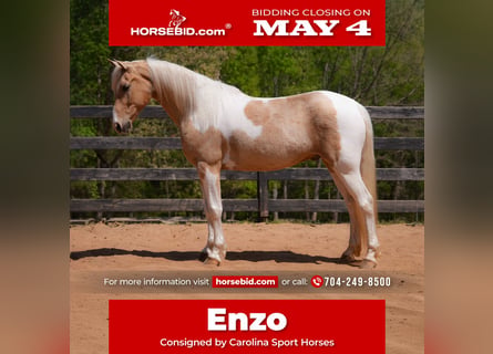 Frison Croisé, Hongre, 7 Ans, 152 cm, Palomino