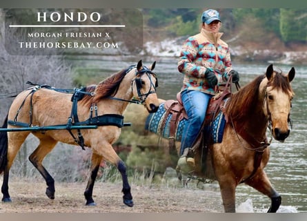 Frison Croisé, Hongre, 7 Ans, 157 cm, Buckskin