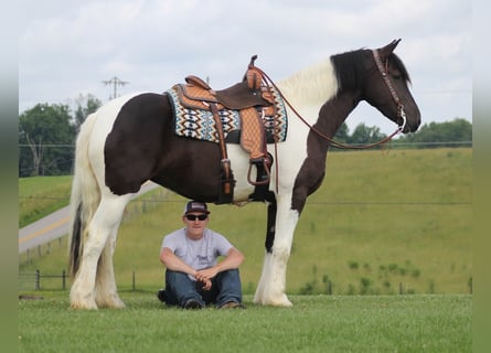 Frison, Hongre, 7 Ans, 160 cm, Tobiano-toutes couleurs