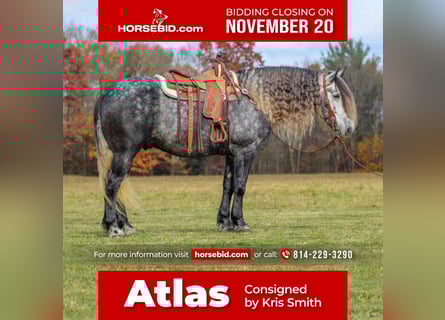 Frison Croisé, Hongre, 7 Ans, 163 cm, Gris