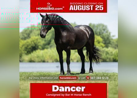 Frison, Hongre, 7 Ans, 163 cm, Noir