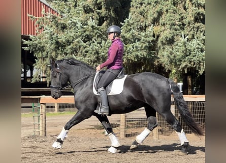 Frison, Hongre, 7 Ans, 173 cm, Noir