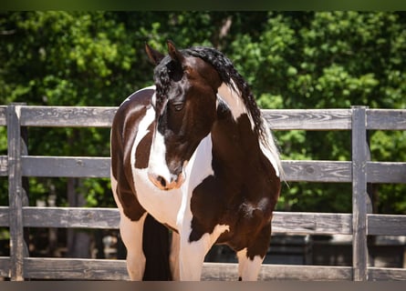 Frison Croisé, Hongre, 7 Ans, Pinto