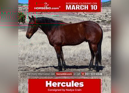 Frison, Hongre, 8 Ans, 157 cm, Bai cerise