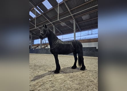 Frison, Hongre, 8 Ans, 160 cm, Noir