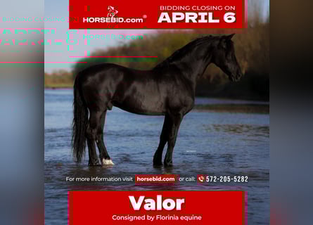 Frison Croisé, Hongre, 8 Ans, 170 cm, Noir